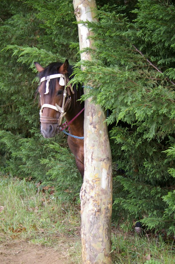 Les chevaux marocains: Les Chevaux Marocains 025